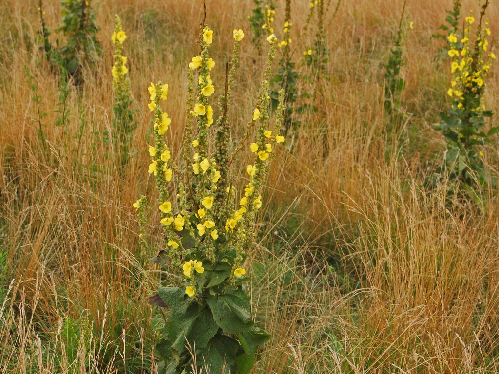 Verbascum thapsus